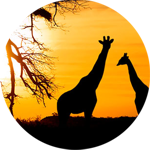 african-safari
