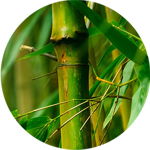 black-bamboo