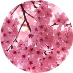 cherry-blossom