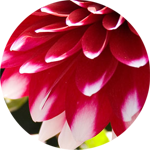 dahlia