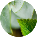 euclayptus-mint