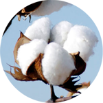 pure linen