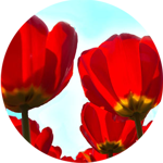 scarlet berry tulip