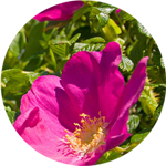 wild rose